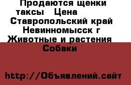 Продаются щенки таксы › Цена ­ 1 800 - Ставропольский край, Невинномысск г. Животные и растения » Собаки   